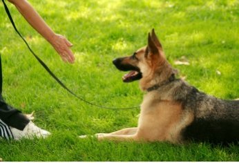 CURSO ADESTRAMENTO DE CÃES